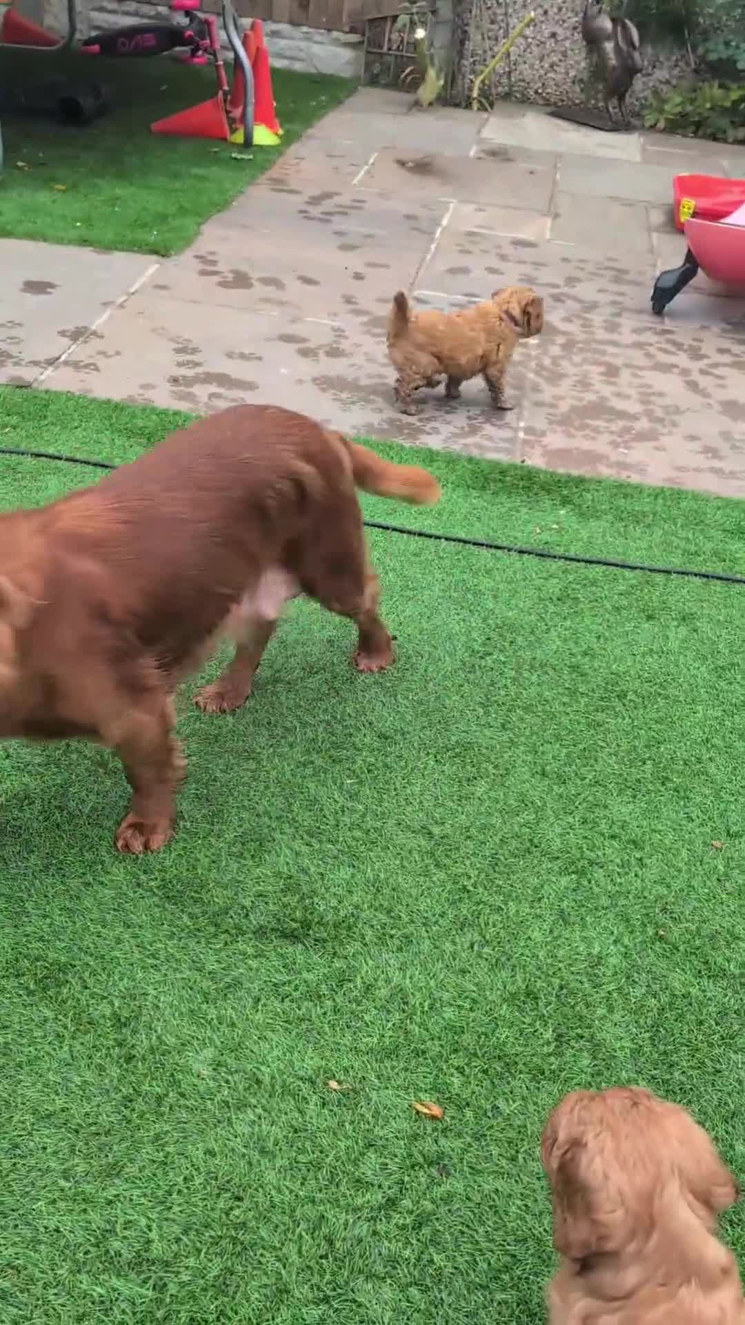 Cockapoo dogs for sale: 1 x Beautiful Red Cockerpoo Pup For Sale - Video 1