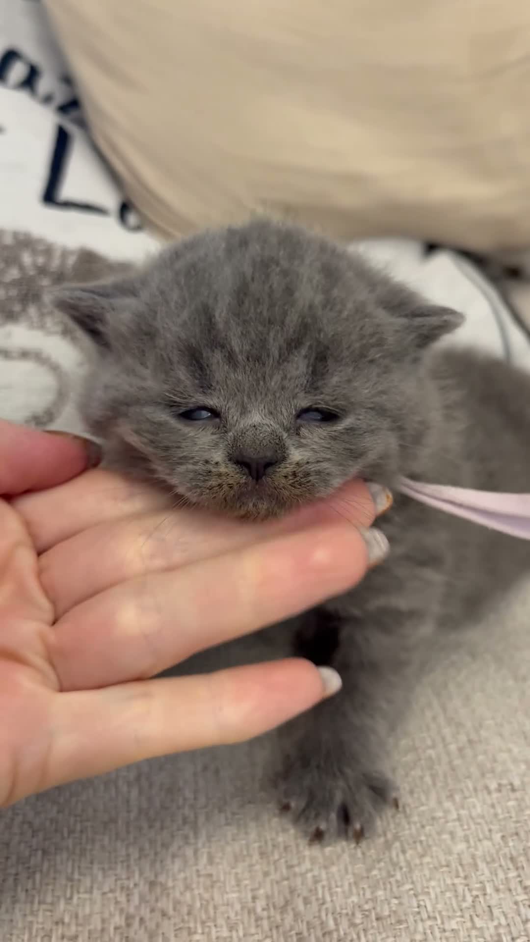 British Shorthair cats for sale: Champ mum and dad. British Blues. Gccf registered - Video 2
