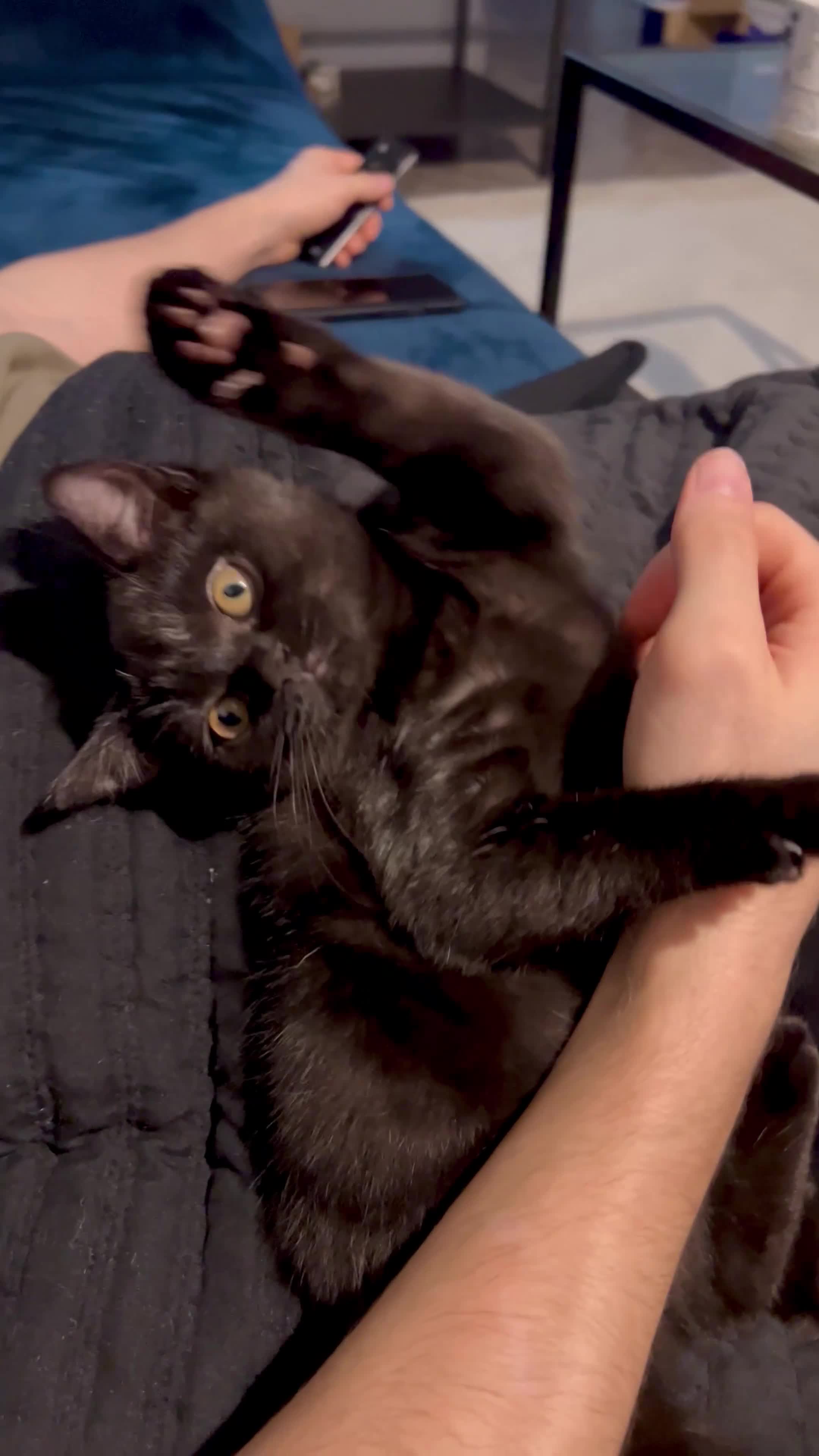 British Shorthair cats for sale: Black Smoke British Shorthair Kitten - Shadow - Video 1