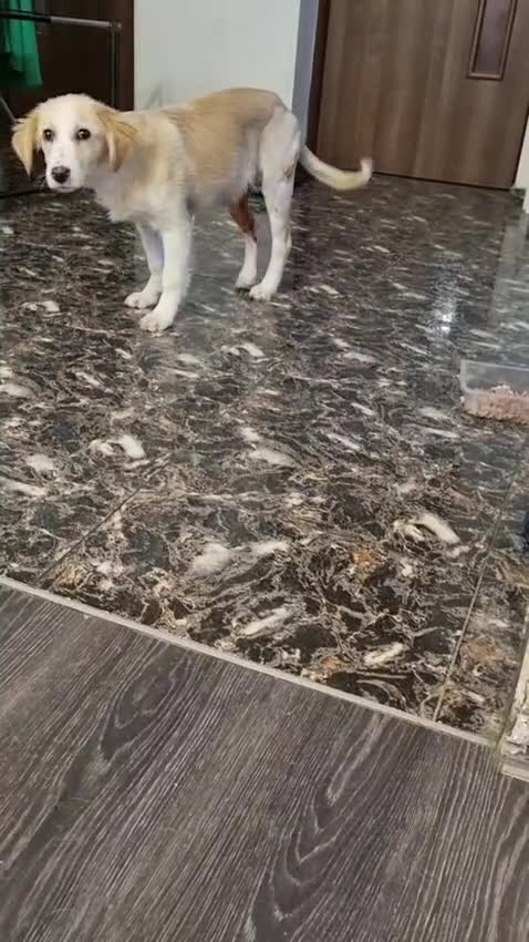 Lagotto Romagnolo dogs for adoption: SNOWY - Aptly named for a winter Adoption!  - Video 2