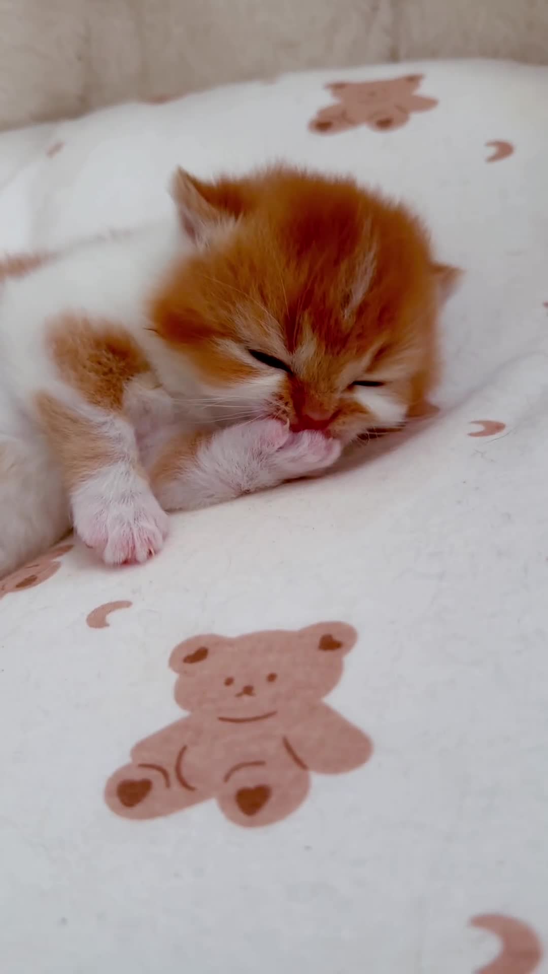 British Shorthair cats for sale: Exceptional British Shorthair Kittens, GCCF& TICA  - Video 3