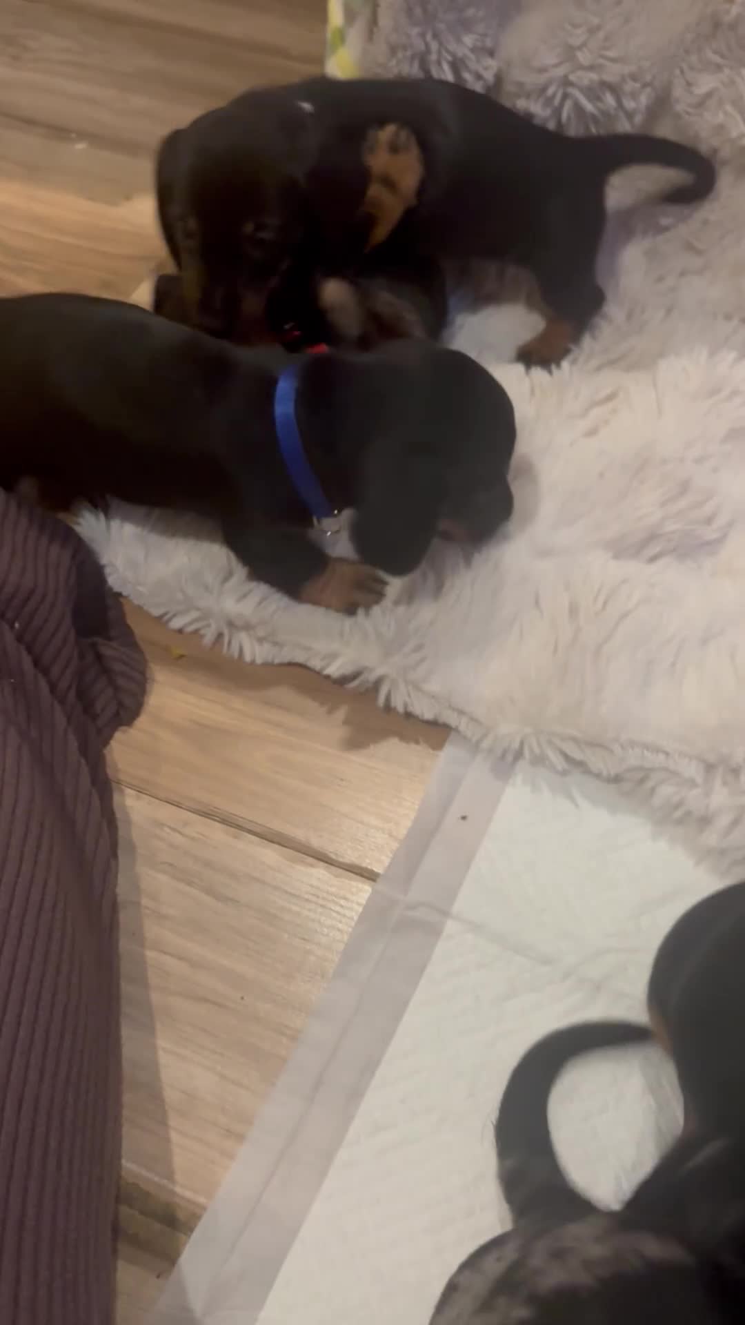 Dachshund dogs for sale: Beautiful Mini/Standard Dachshund Puppies – Ready  - Video 1