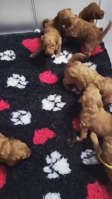 Cockapoo dogs for sale: Reduced!! Stunning F1B Toy Cockapoo Puppies  - Video 4