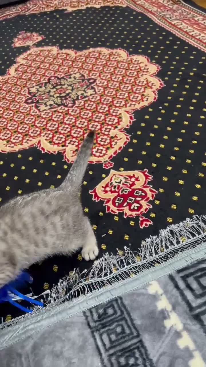 Scottish Fold cats for sale: Beautiful CAT for sale - Video 4