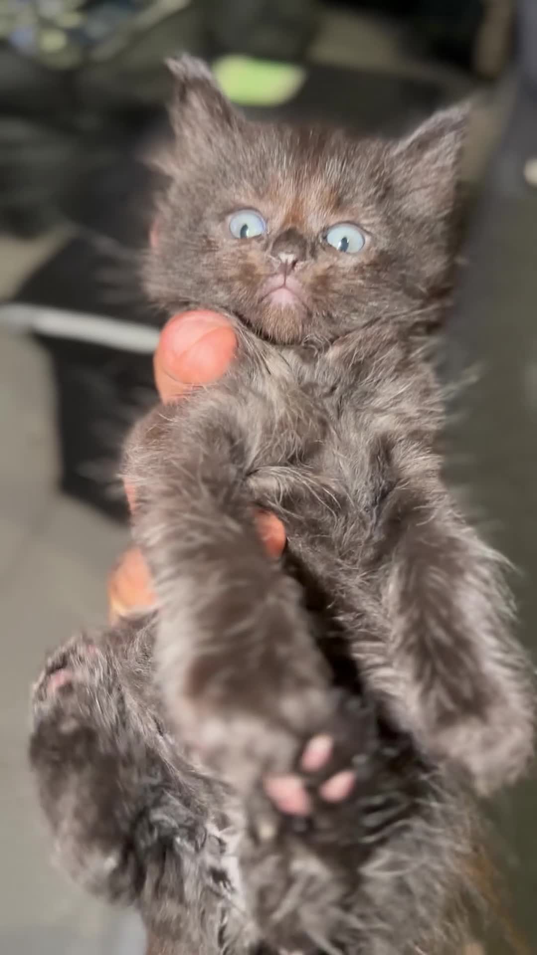 Ragdoll cats for sale: Black ragdolls  - Video 2