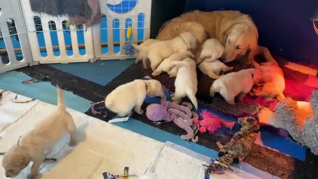 Golden Retriever dogs for sale: Gorgeous KC Registered Goldies. 5 Star Reg.Breeder - Video 2