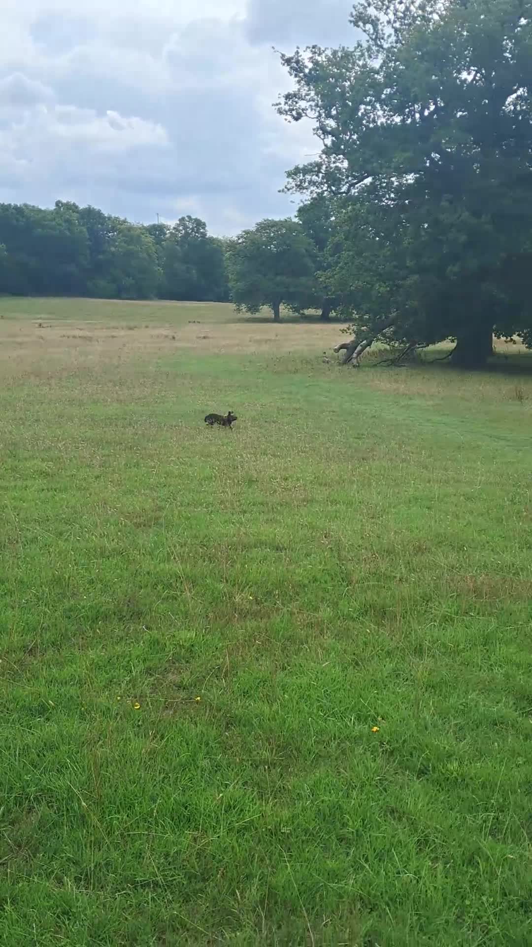 Mixed Breed dogs for sale: Peggy needs a loving home  - Video 1