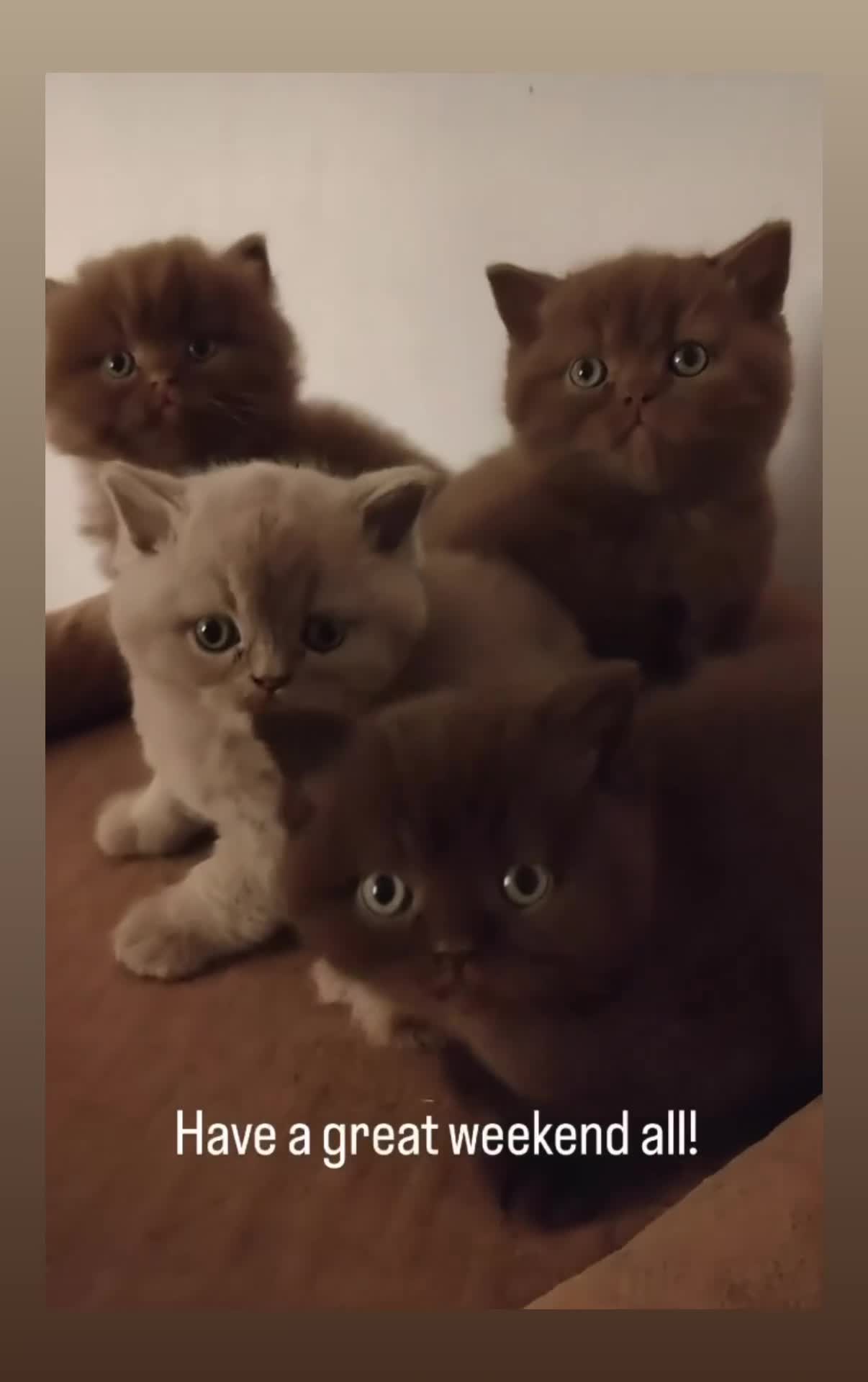 British Shorthair cats for sale: British Shorthair Kittens - Video 1