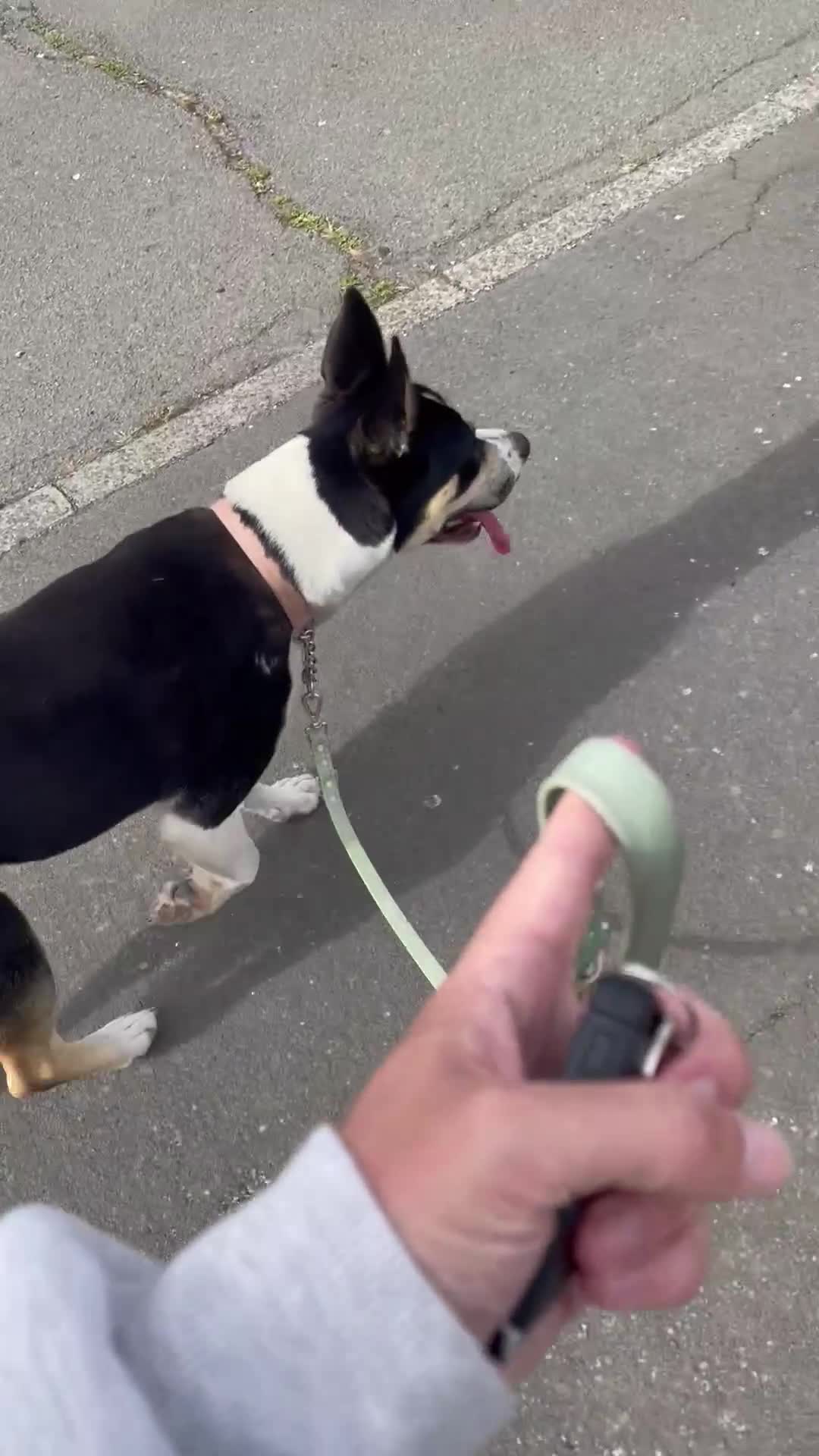 Mixed Breed dogs for adoption: 11 month Husky Staffy cross  - Video 1
