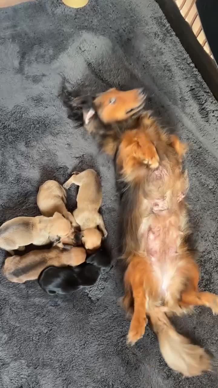 Dachshund dogs for sale: Beautiful dachshund puppies - Video 1