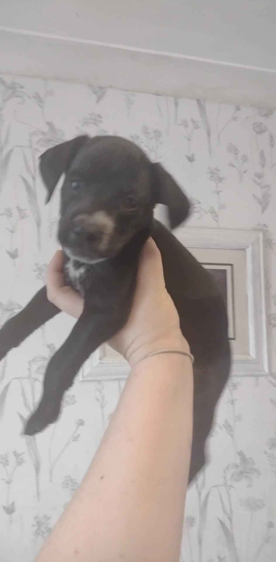 Field Spaniel dogs for sale: Spaniel puppies  - Video 3