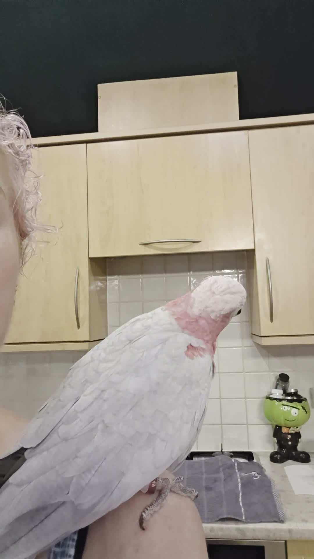 Cockatoo birds for sale: Gorgeous funny Galah Cockatoo  - Video 1