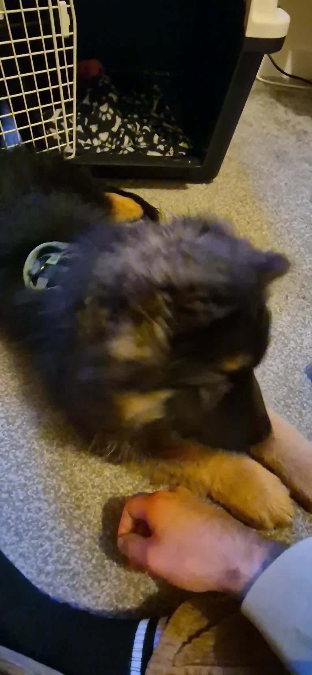 German Shepherd dogs for sale: Male German Shepherd Puppy 12 Weeks Old - Video 2