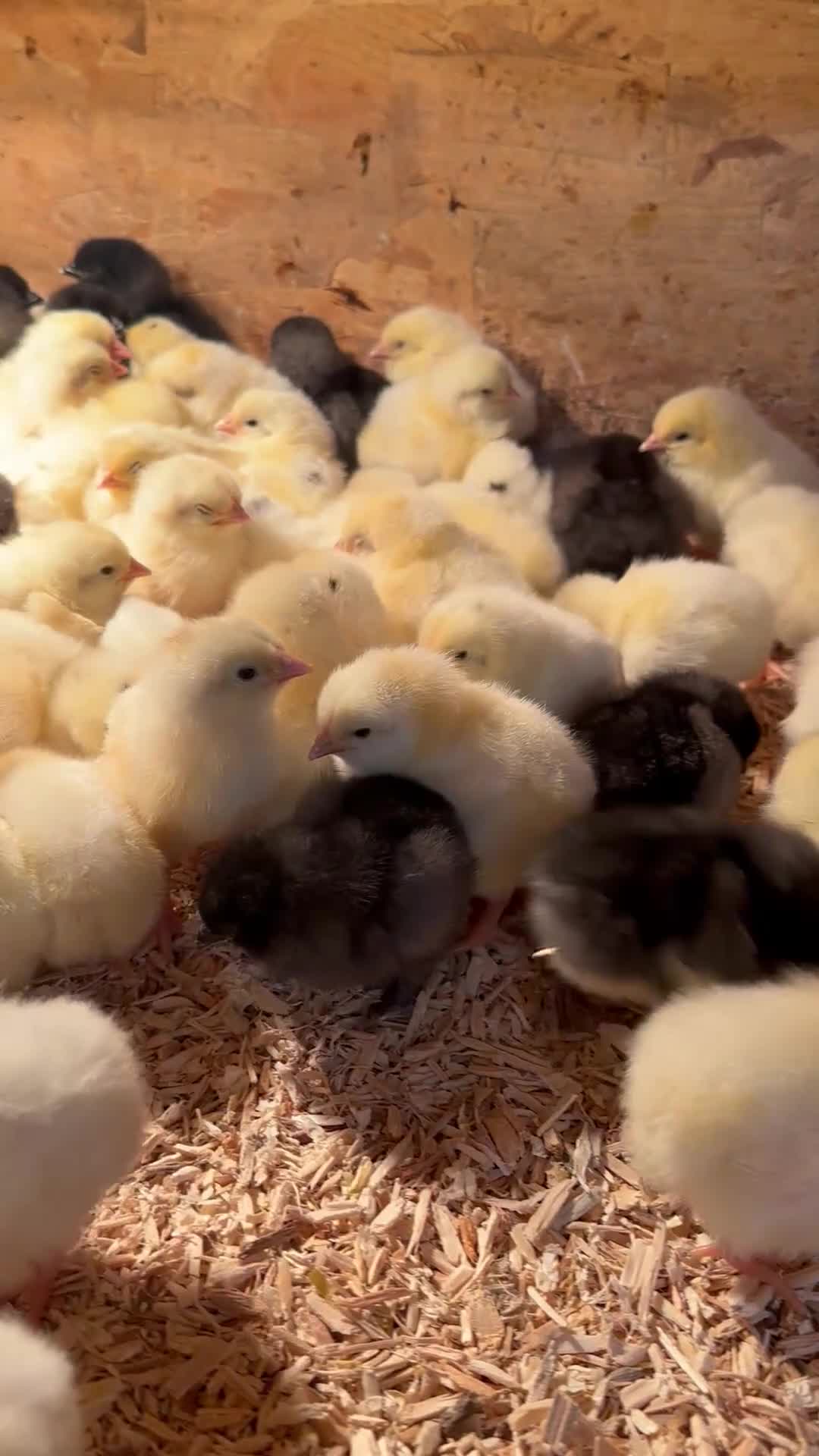Chickens poultry for sale: Female Chicks & Starter sets  - Video 1