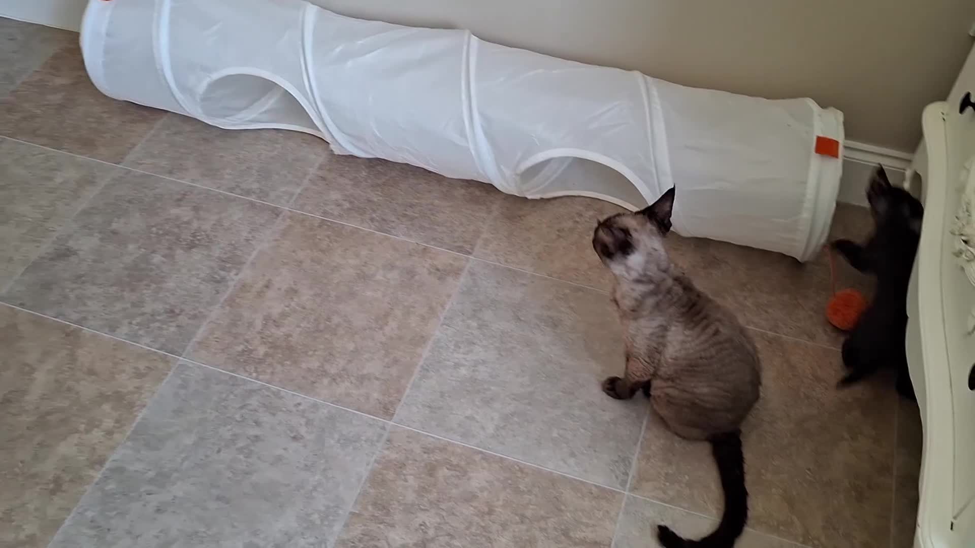 Devon Rex cats for sale: Devon Rex Kittens  - Video 1