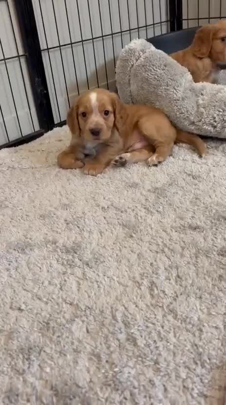 Cocker Spaniel dogs for sale: Beautiful Golden cockers free insurance with agria - Video 2