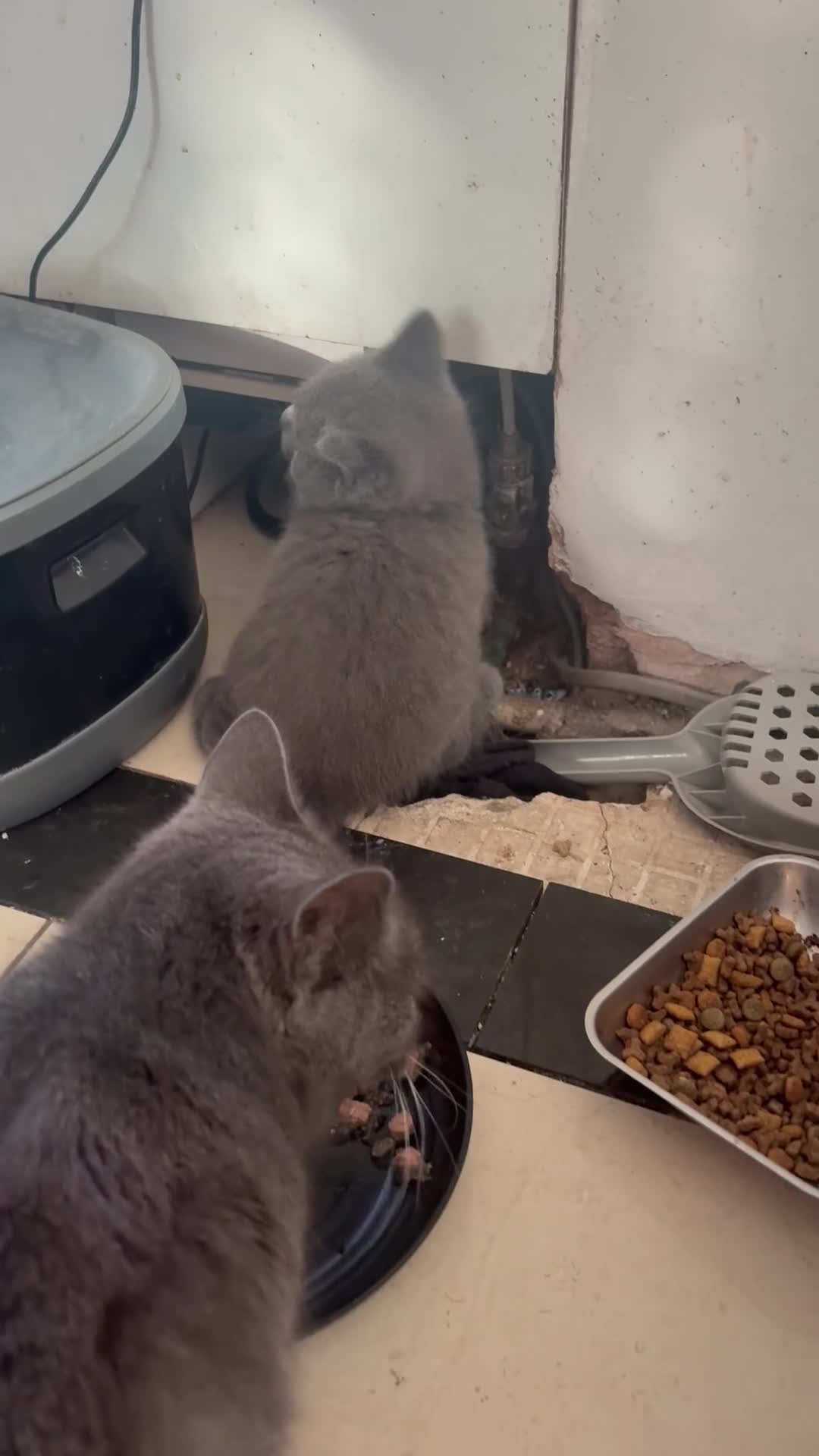 British Shorthair cats for sale: British Shorthair kittens  - Video 3