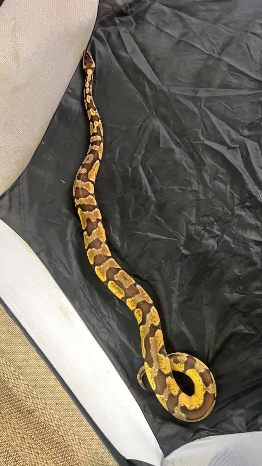 Python Snake reptiles for sale: Pastel Enchi Royal Python with 4 foot setup - Video 4