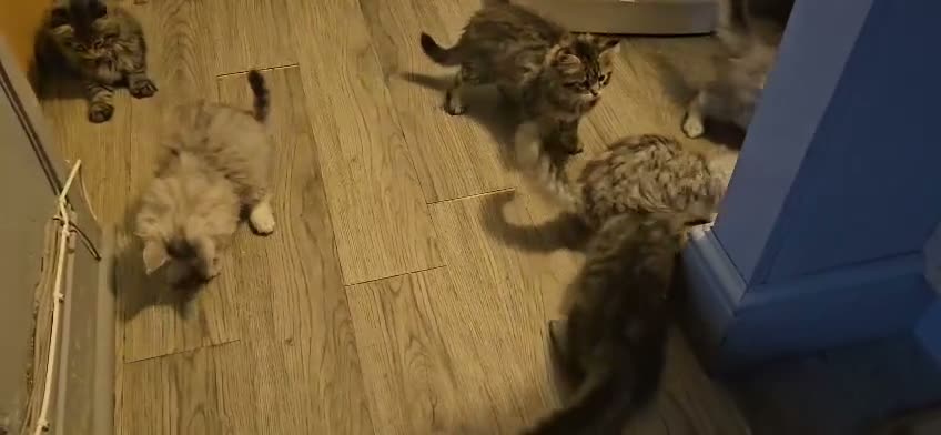 Maine Coon cats for sale: Large Maine Coon kittens regd European bloodline - Video 1