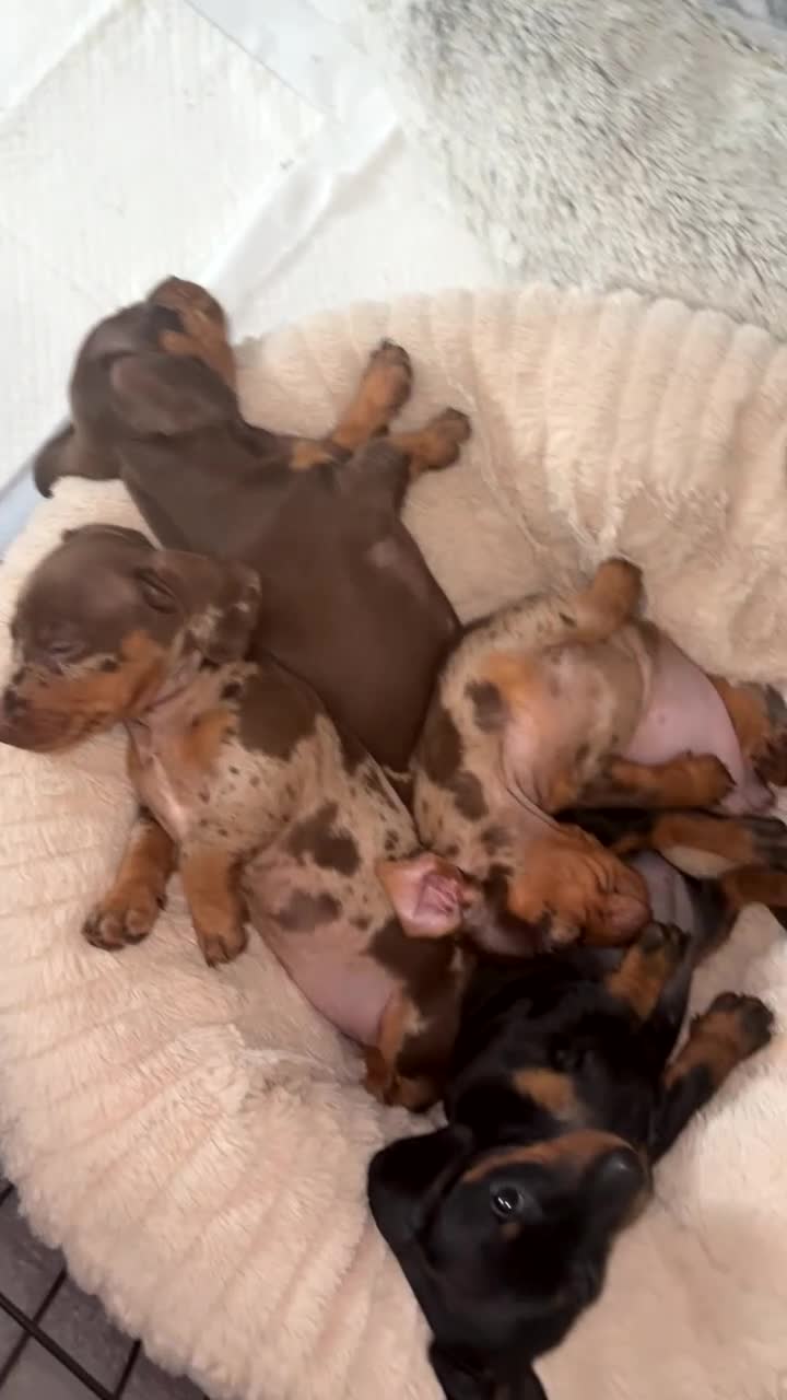 Miniature Dachshund dogs for sale: 4 Gorgeous Girls - Video 2