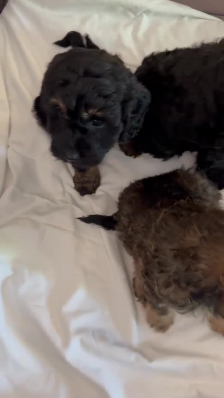 Cockapoo dogs for sale: F1 toy Cockapoo  - Video 1