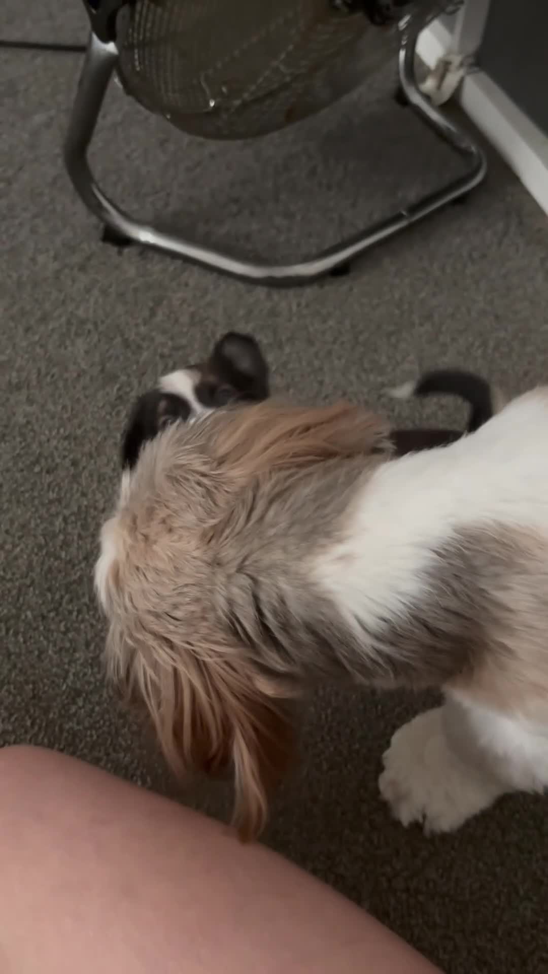 Mixed Breed dogs for sale: 4 gorgeous mini shih tzu x jack russels - Video 4
