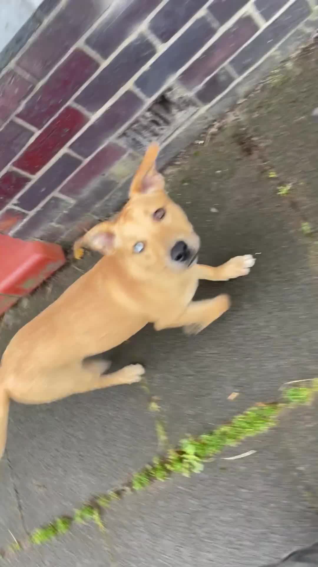 Mixed Breed dogs for sale: Rottweiler x staffy x husky  - Video 2