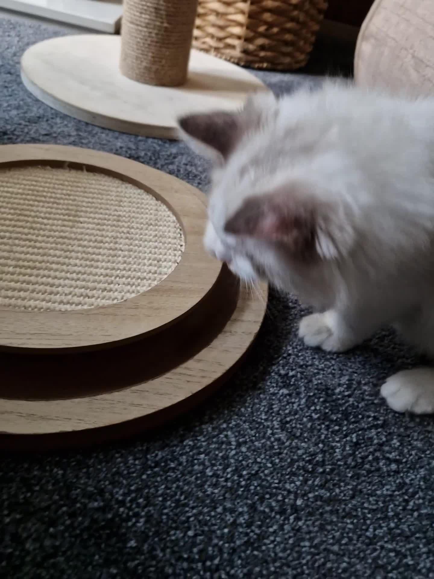 Ragdoll cats for sale: Stunning Blue Bicolour Boy - Video 1