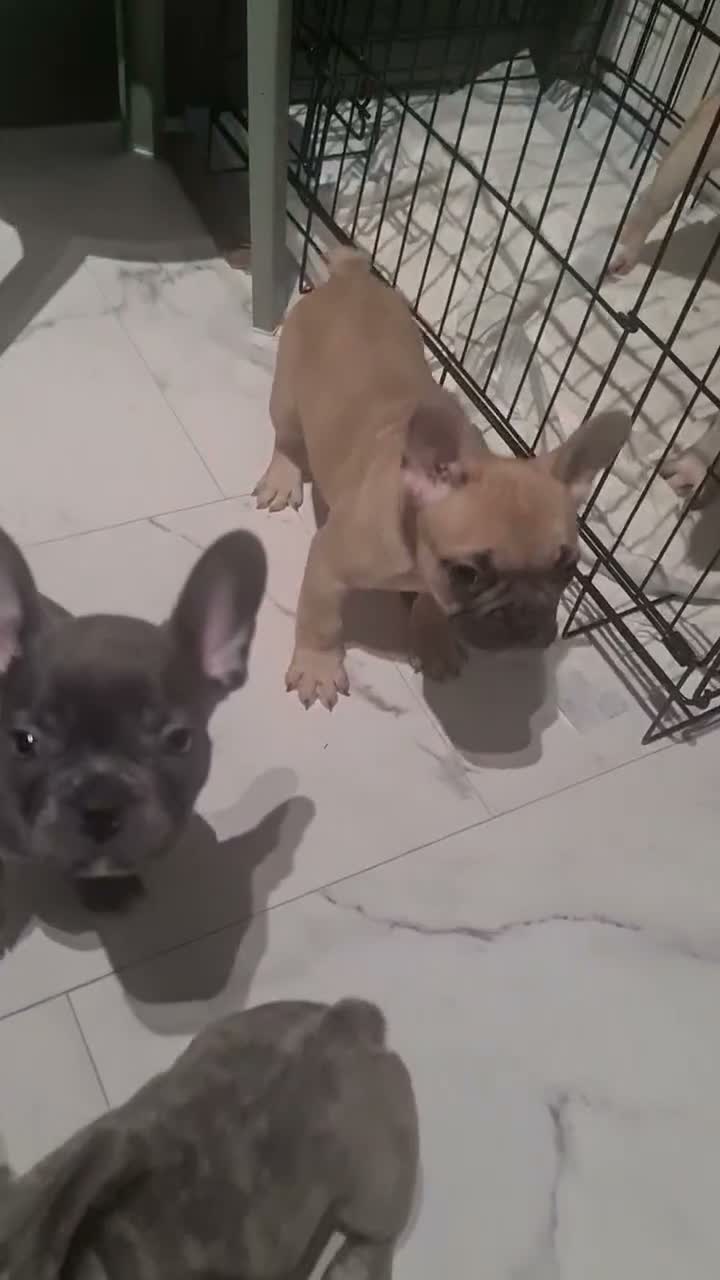 French Bulldog dogs for sale: One girls and two boy are looking for a new home. - Video 1