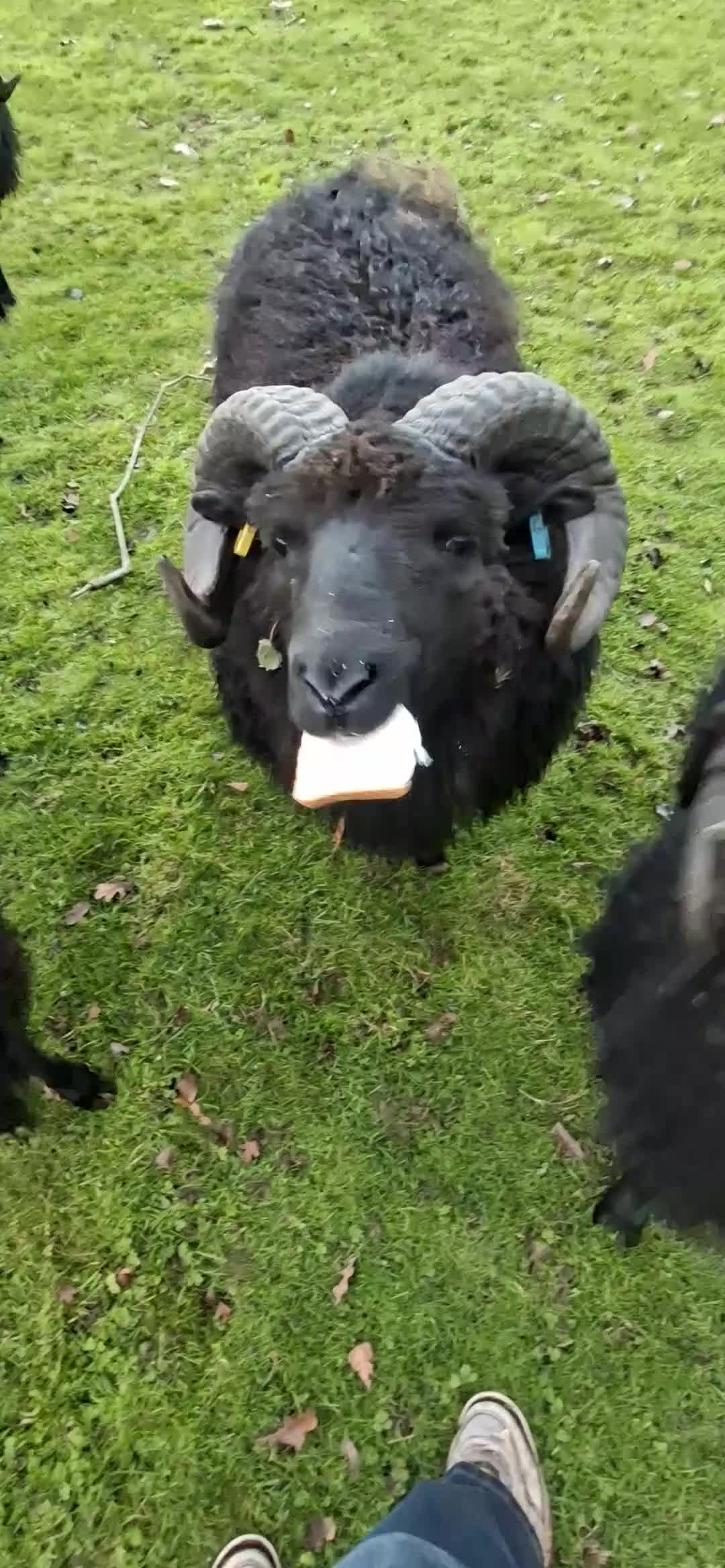 Sheep livestock for sale: Hebredian ram - Video 3