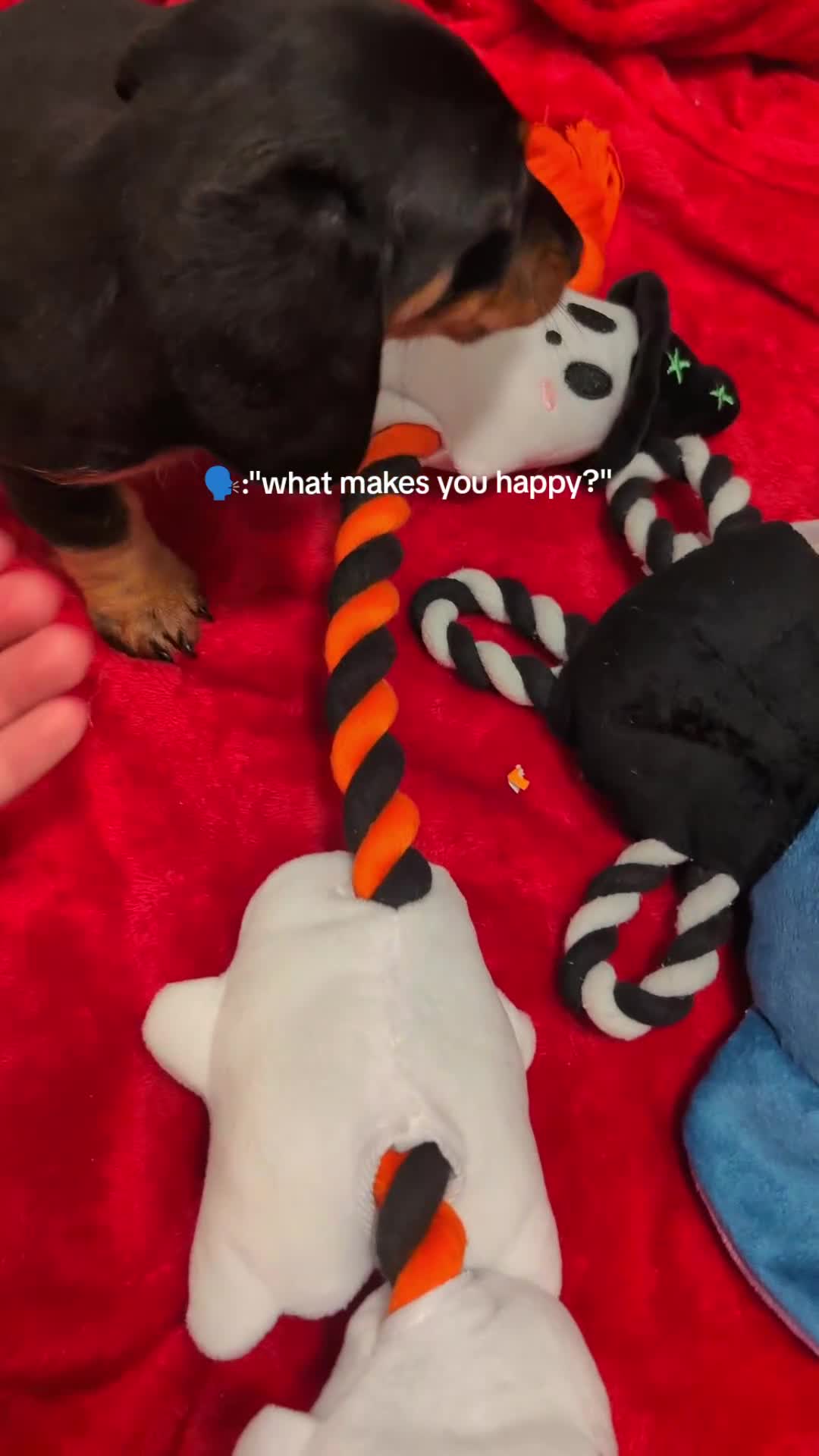 Dachshund dogs for sale: Miniature dachshund  - Video 3