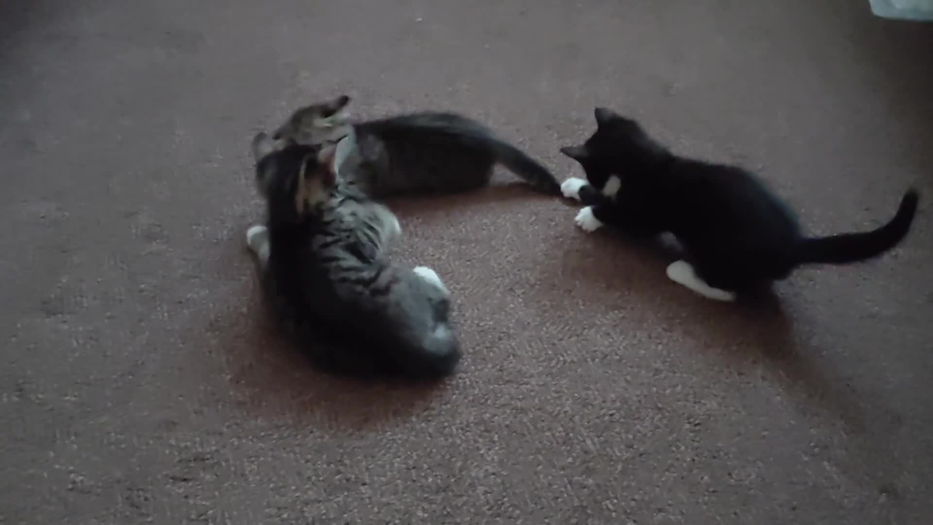 Mixed Breed cats for sale: Mix breed kittens. Mum is snow bengal  - Video 2