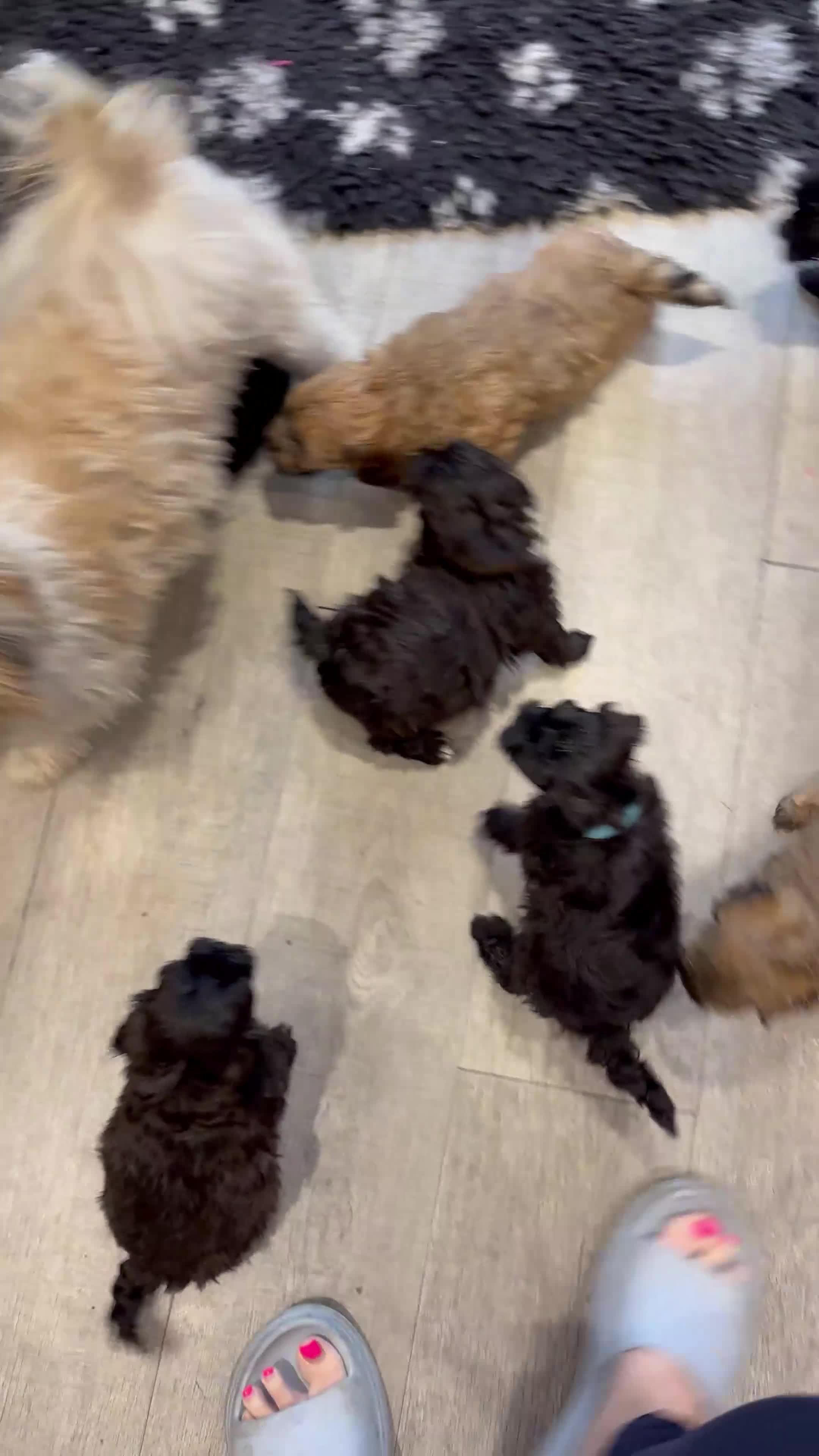 Shihpoo dogs for sale: Shihpoo f1 puppies  🩷🩷 - Video 4