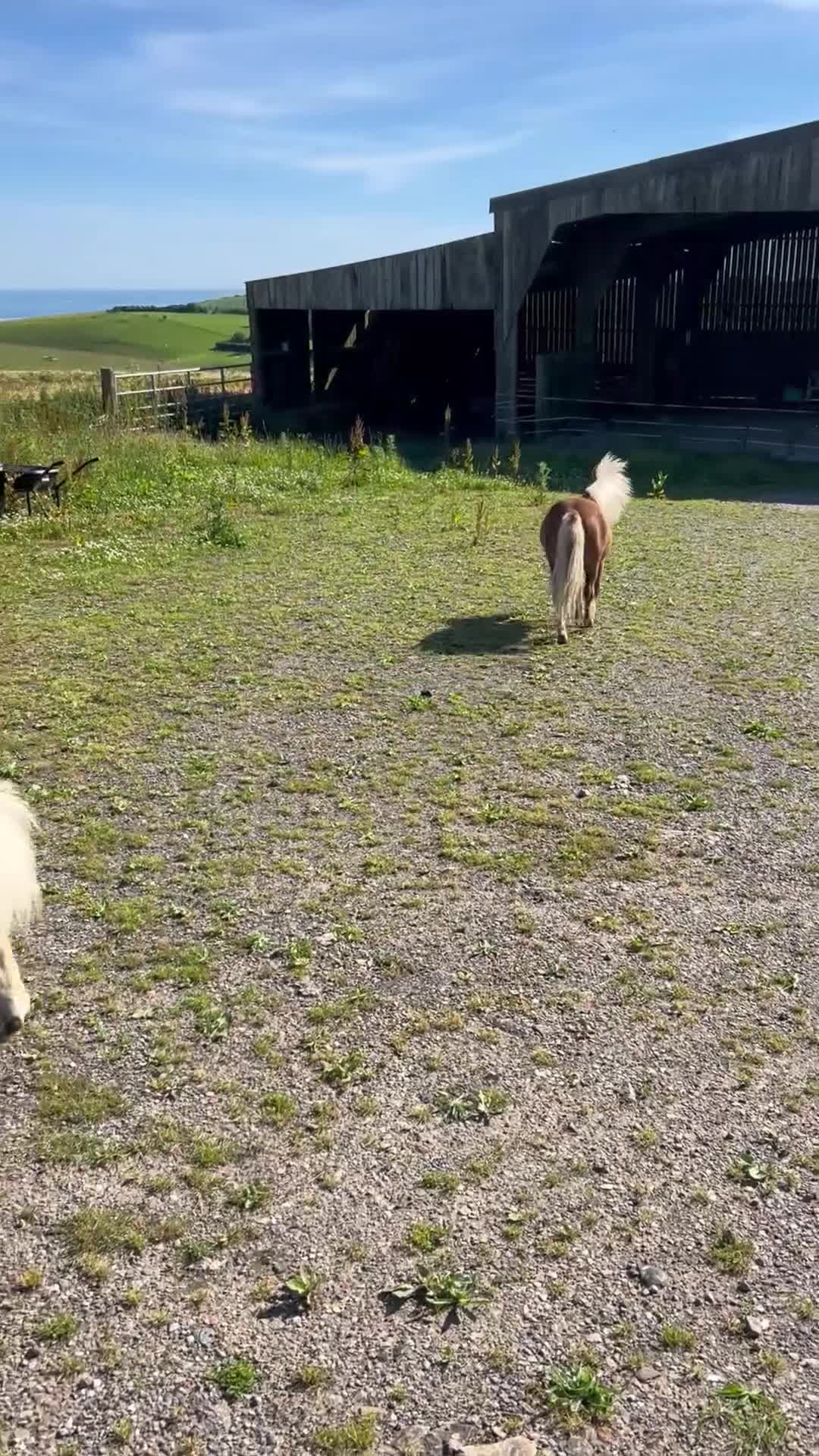 Shetland pony horses for sale: Adorable Miniature Shetland in Looe - Video 1