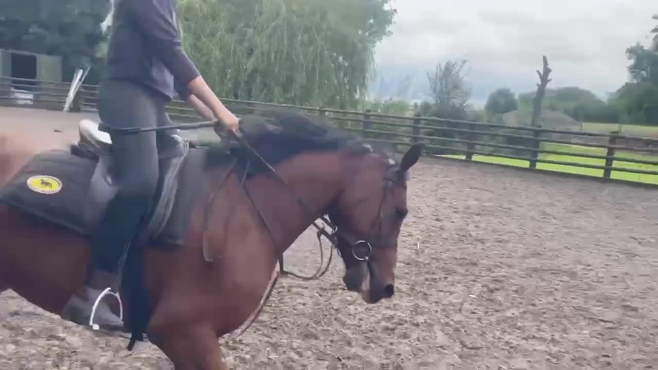 Connemara horses for sale: Lovely pony with a bright future  - Video 2