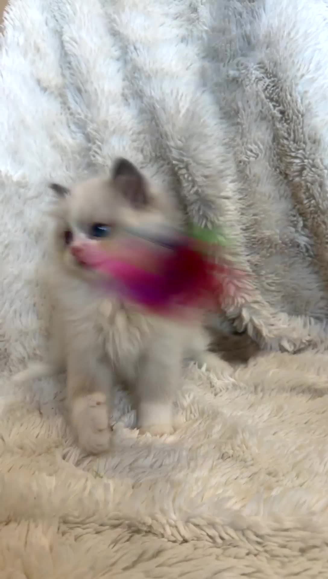 Ragdoll cats for sale: Blue Bi colour European Ragdolls 🩵🩵 - Video 4