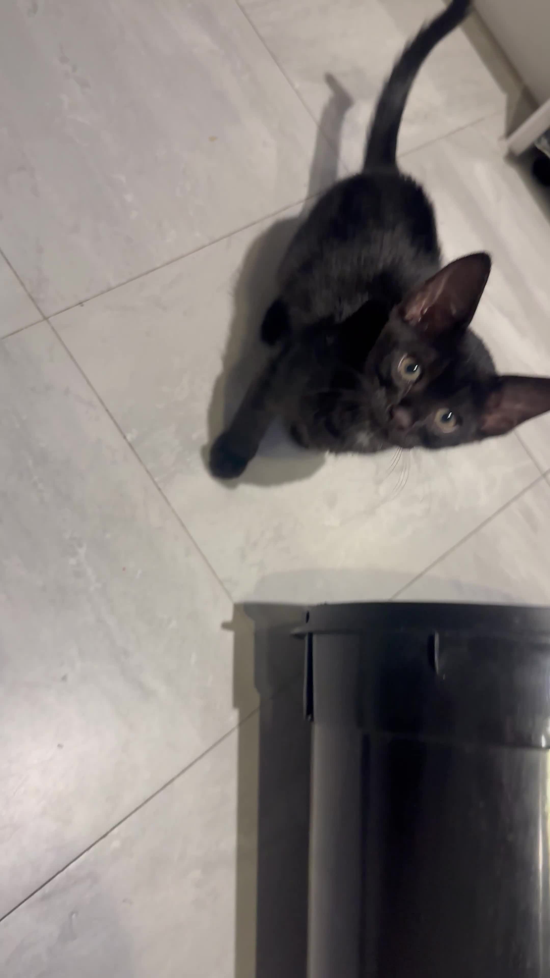 Savannah cats for sale: Stunning F3 Savannahs Last spotted girl - Video 1