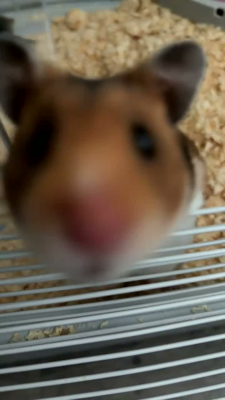 Hamster rodents for sale: Syrian Hamster in Roslin - Video 2