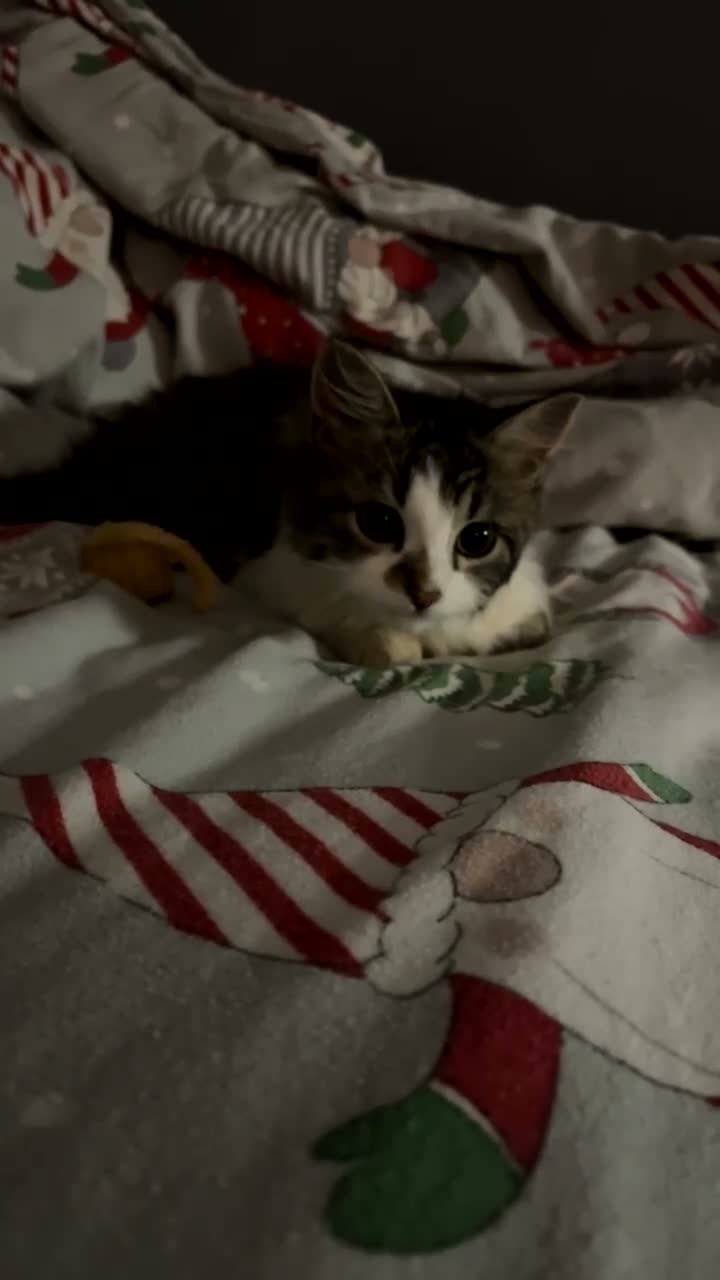 British Longhair cats for sale: 4 month old kitten to  **   in Keighley - Video 1