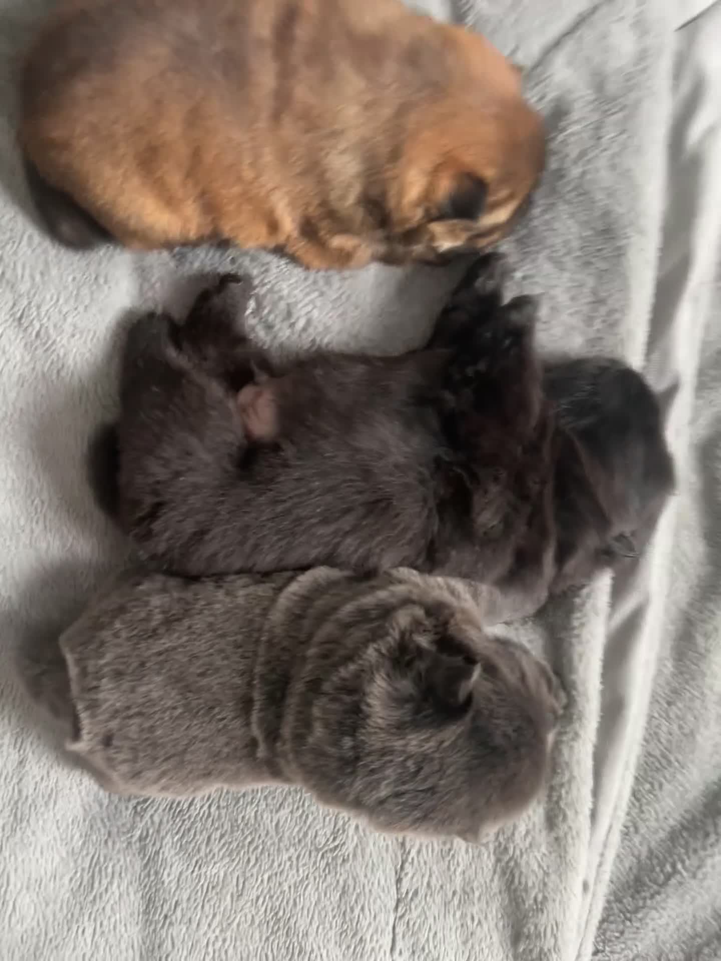 Chow Chow dogs for sale: KC REGISTERED CHOW CHOW  - Video 3