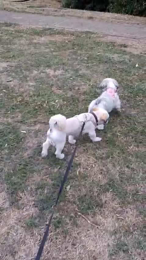 Lhasa Apso dogs for sale: Beautiful Percy looking for his forever family  in Waltham Abbey - Video 1