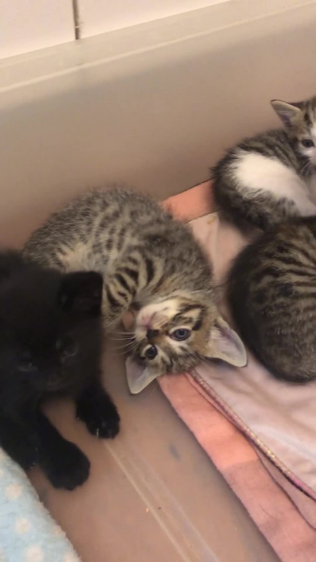 Mixed Breed cats for sale: Kittens 😸 MaineCoon x kittens READY TODAY ❤️😸🐈 - Video 2