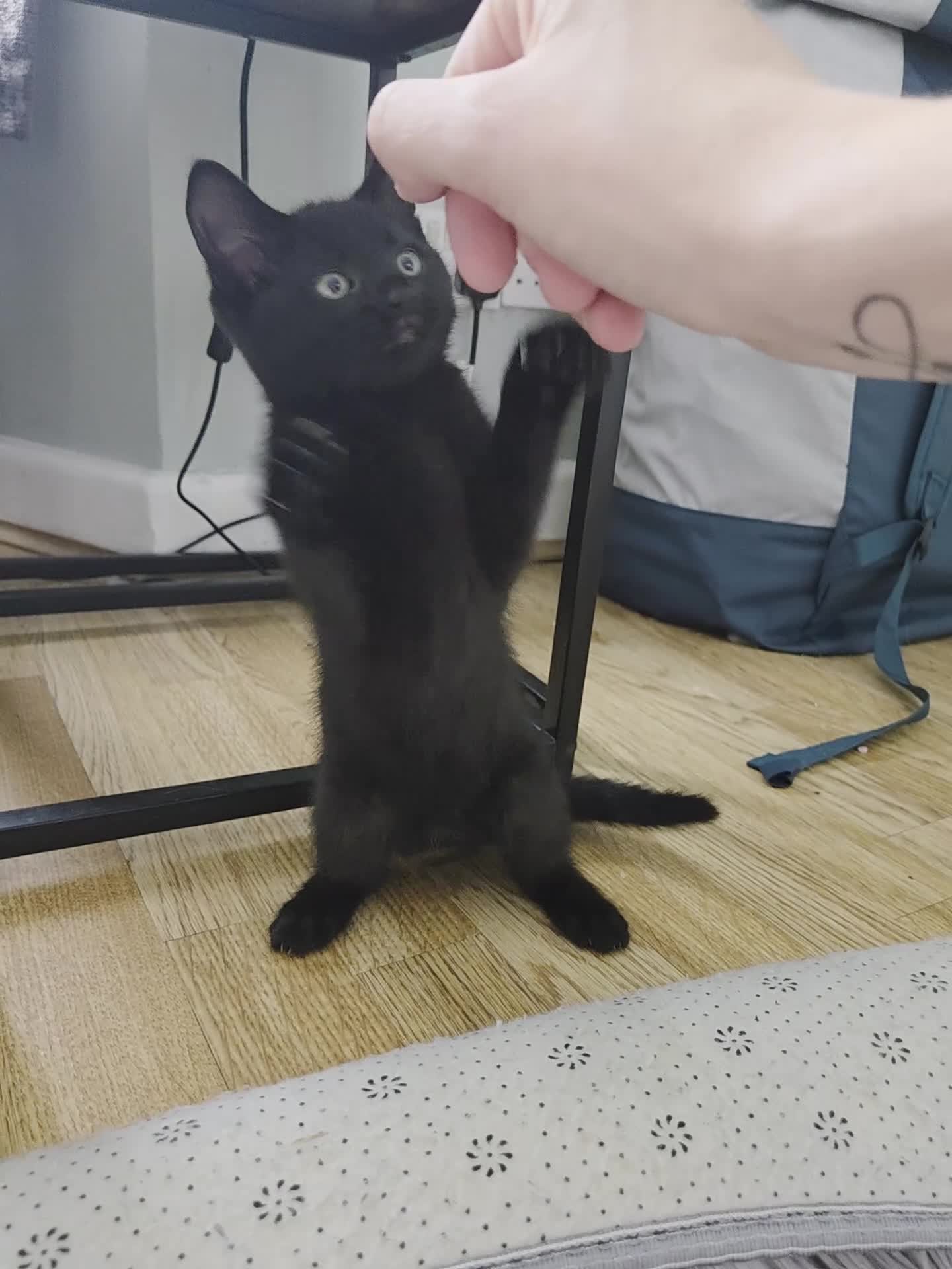 Mixed Breed cats for sale: READY TO LEAVE Domestic short hair X British blue  - Video 1