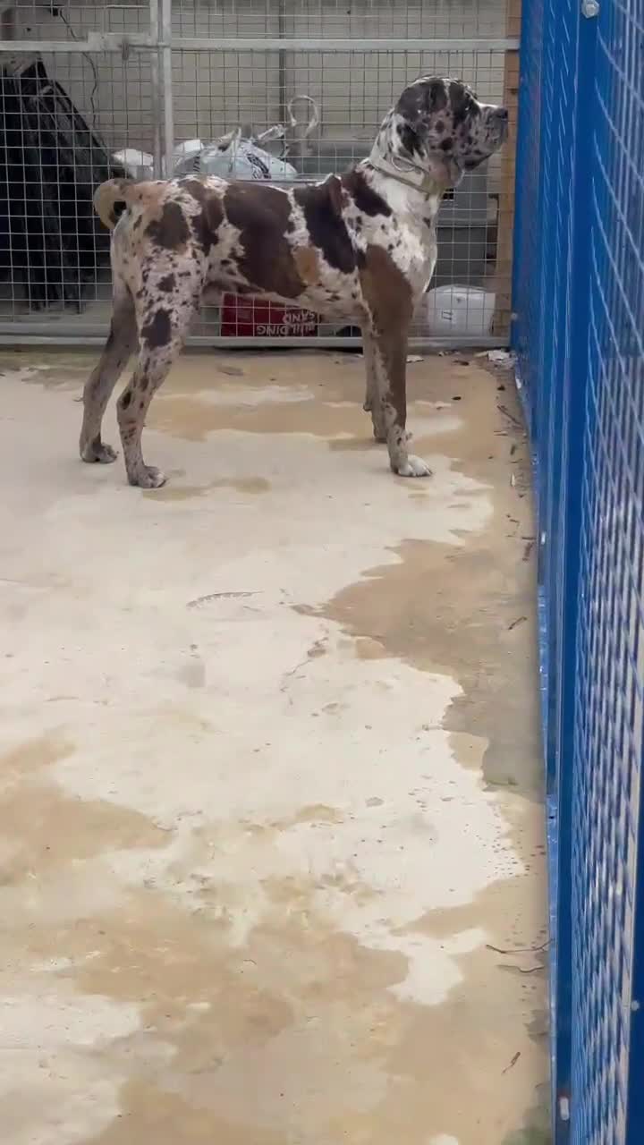 Mixed Breed dogs for sale: handsome mastiff mix cane corso male  - Video 1