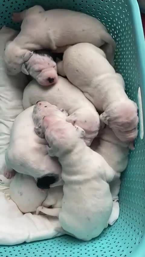Dalmatian dogs for sale: Beautiful Dalmatian Puppies - Video 1