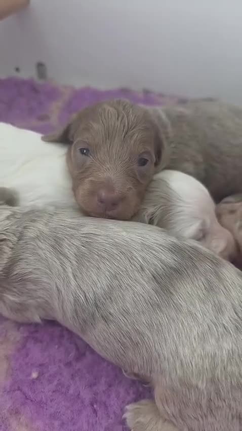 Miniature Dachshund dogs for sale: Miniature Longhaired Dachshunds - Video 1