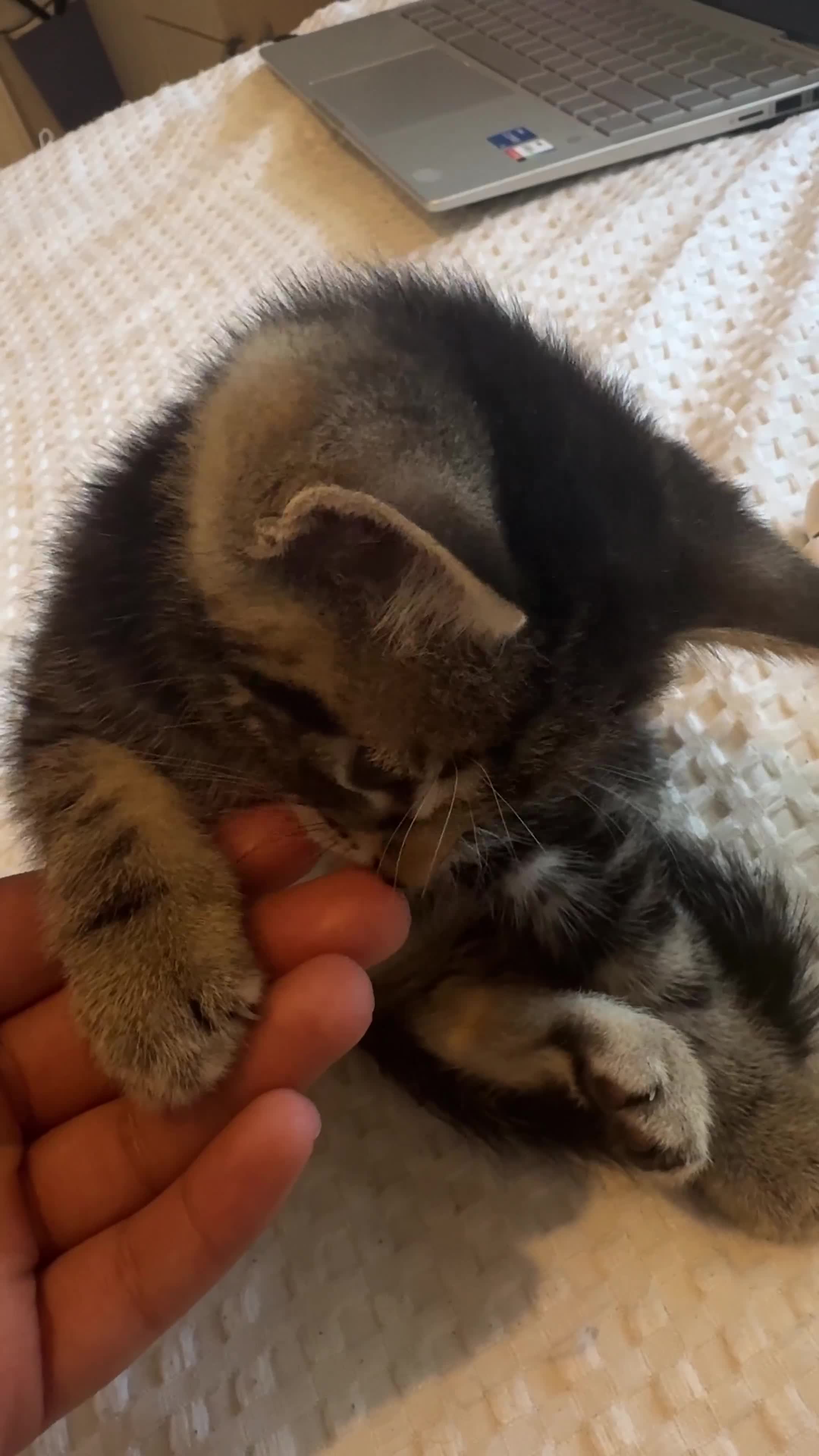 Mixed Breed cats for sale: 6 playful kitties ready to leave - Video 2