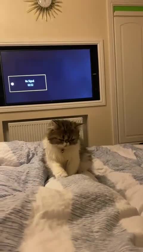 Persian cats for sale: Cute Lazy Persion Boy - Video 4