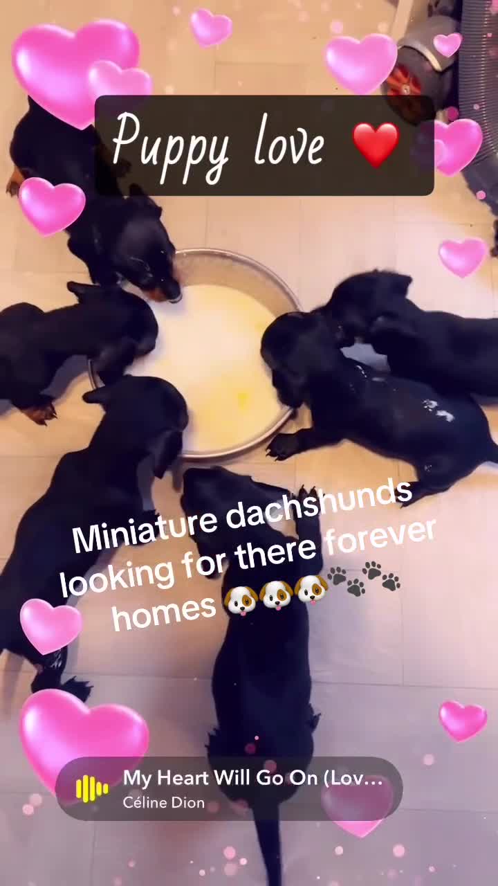 Miniature Dachshund dogs for sale: Beautiful miniature dachshunds  - Video 2