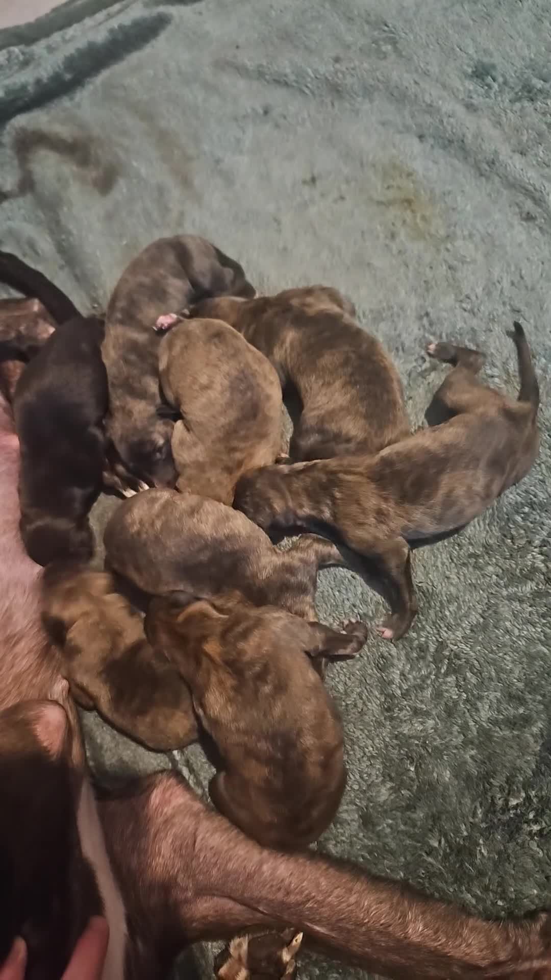 Whippet dogs for sale: 9 beautiful  brindle whippet  - Video 1